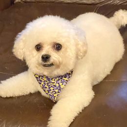 Bichon Frises from KM Bichon Frise
