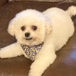 Bichon Frises from KM Bichon Frise