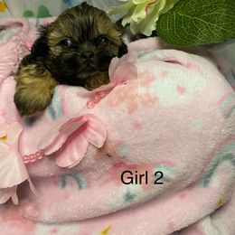 Girl 1 - Sable female Shih Tzu puppy in Zeigler, Illinois from Dandy Little  Shih Tzu, Shih Poo's and Toy Poodles