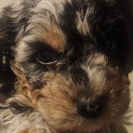 Frosty - Blue merle female Aussiedoodle puppy in Powder Springs, Georgia from My Classy Doodles