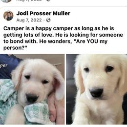 Golden Retriever puppies from LOMAH Retrievers