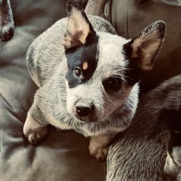 Australian Cattle Dog Puppies from Tin Roof Australian Cattle Dogs