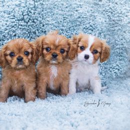 Cavalier King Charles Spaniel and Dalmatian Puppies from Cadence Hall