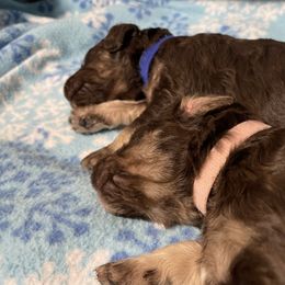 Poodle Puppies from Country Side Kennels