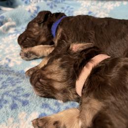 Poodle Puppies from Country Side Kennels