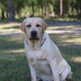 Cali - Yellow female Labrador Retriever puppy in Williston, Florida from Royal K Labradors