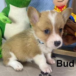 Bud - Sable male Pembroke Welsh Corgi puppy in Apison, Tennessee from Ashmore Corgis