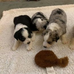 Miniature Australian Shepherd and Toy Australian Shepherd Puppies from Lavish luxuries mini Australian Shepherds