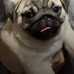 Pugs from Cloverhill