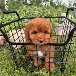 Princess Diana - Red female Cavapoo puppy in Herriman, Utah from Gypsi Doodles & Poodles LLC.