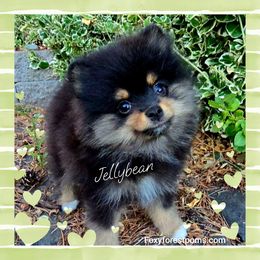 Jellybean - Black and tan female Pomeranian puppy in Eatonville, Washington from Foxy Forest Poms