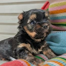 D'Artagnan - Black and gold male Yorkshire Terrier puppy in Austin, Texas from Rhine Valley Yorkies