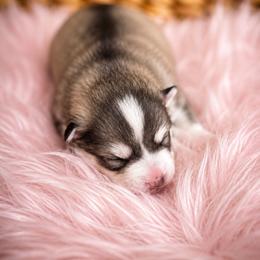 Rosie - Gray and white female Pomsky puppy in Coos Bay, Oregon from Ocean View Pomskies