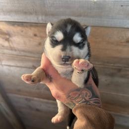 Boy 2 - Black and white male Siberian Husky puppy in Iron River, Wisconsin from Wiemeri Siberians