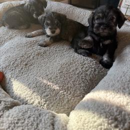 Leo black and silver - Black and silver male Miniature Schnauzer puppy in Kansas City, Kansas from Liliana's Mini Schnauzers