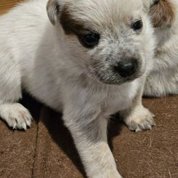 Bean - Red speckled male Australian Cattle Dog puppy in Cora, Wyoming from Lyla Hinman's Australian Cattle Dogs