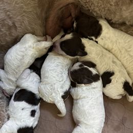 Girl 1 - female Lagotto Romagnolo puppy in Santa Fe, New Mexico from Raven Meadow Ranch