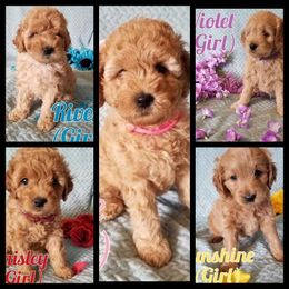 Goldendoodle Puppies from Puppy Love Doodles