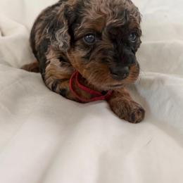 Liberty - Blue merle female Bernedoodle puppy in Jacksonville, Florida from Autumn's Aussies