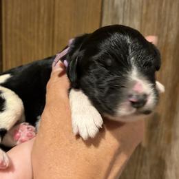 Girl 2 - female Bernedoodle puppy in Coopersburg, Pennsylvania from Deutsch Hund Haus