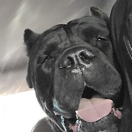 Cane Corso from Good Life Canine