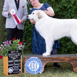 Great Pyrenees from Odyssey Great Pyrenees