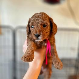 Pink Collar Girl - Red  female Poodle puppy in Charlotte, North Carolina from Bruno & Co. Puppies