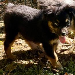 Marvel - Black tri male Miniature Australian Shepherd puppy in Patterson, North Carolina from DreamLine Aussies