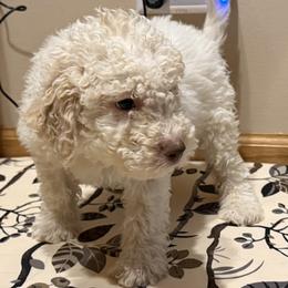 Mashed Potato - White male Lagotto Romagnolo puppy in Chicago, Illinois from Midwest Lagotto Romagnolo