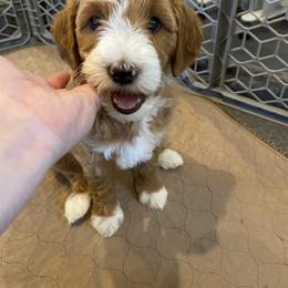 Goldendoodle Puppies from Beck Kennel