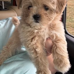 Goldendoodle, Maltipoo, and Yorkipoo Puppies from Doodle Pups Fur-Ever
