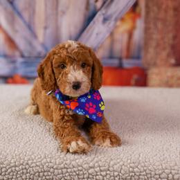 Remy - Red  male Goldendoodle puppy in Apopka, Florida from Rae Precious Puppies