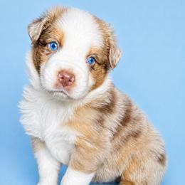 Storm - Red merle male Australian Shepherd puppy in Marshall, Virginia from Aussie Tales Farm