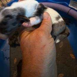 Simply Amazing - Piebald male Dachshund puppy in South Haven, Kansas from Keen's Dachshunds