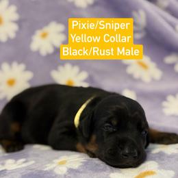Yellow Collar - Black and rust male Doberman Pinscher puppy in Lake City, Florida from Paintedcrazy Doberman Pinchers
