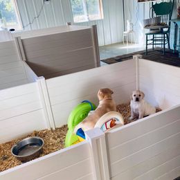 Labrador Retriever Puppies from Fairfax Pines English Labradors