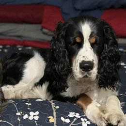 Ruger - English Springer Spaniel
