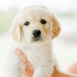 Golden Retriever Puppies from Sweeter Than Honey Golden Retrievers, LLC.