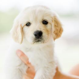 Golden Retriever Puppies from Sweeter Than Honey Golden Retrievers, LLC.