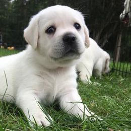Labrador Retrievers from Island branch white labs