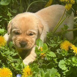 Shroom - Yellow male Labrador Retriever puppy in Clinton, New York from Skyline Hill Labradors