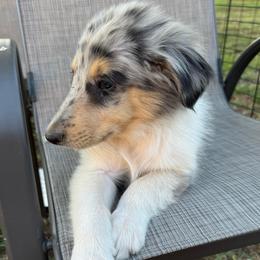 Jerome - Blue merle male Collie puppy in Yukon, Oklahoma from ColliesOklahoma