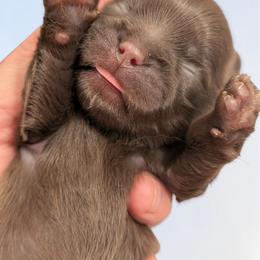 Tanner - Chocolate male Shih Tzu puppy in Claxton, Georgia from Small Pawz Shih tzu