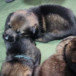 Xena (Orange female) - Sable female German Shepherd puppy in Winchester, Kentucky from Del Lago Canine