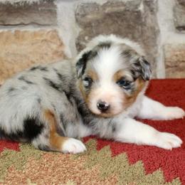 Phoenix - Blue merle male Australian Shepherd puppy in Camp Springs, Kentucky from Diamond Paws Australian Shepherds
