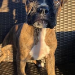 Boxers from Flatlands Kennel