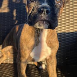 Boxers from Flatlands Kennel