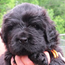 Orange collar - Black female Newfoundland puppy in Johnston, South Carolina from Furball Acres
