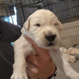 Green - Light golden male Golden Retriever puppy in Lucasville, Ohio from Halo Kennels