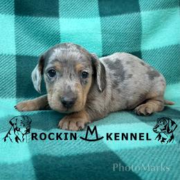 Blue Dapple - Blue and tan male Dachshund puppy in George West, Texas from Rockin M Kennel